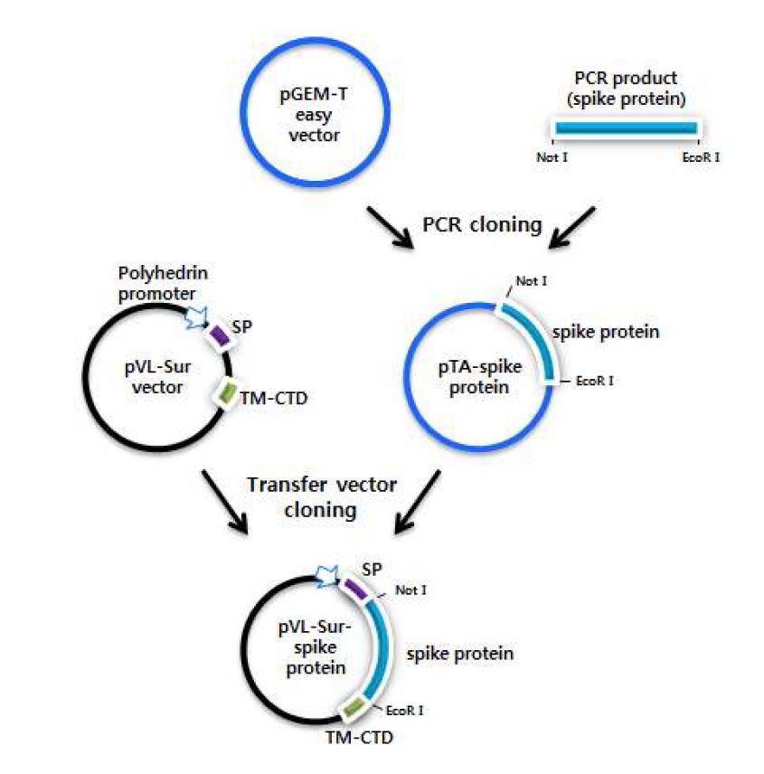 그림 21. Spike protein (S1, S2 포함)의 display용 발현벡터 구축 모식도
