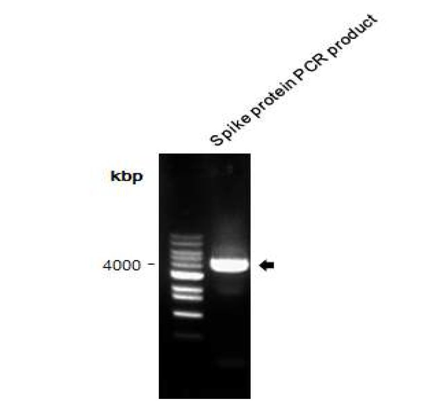 그림 22. Spike protein의 PCR 증폭 확인
