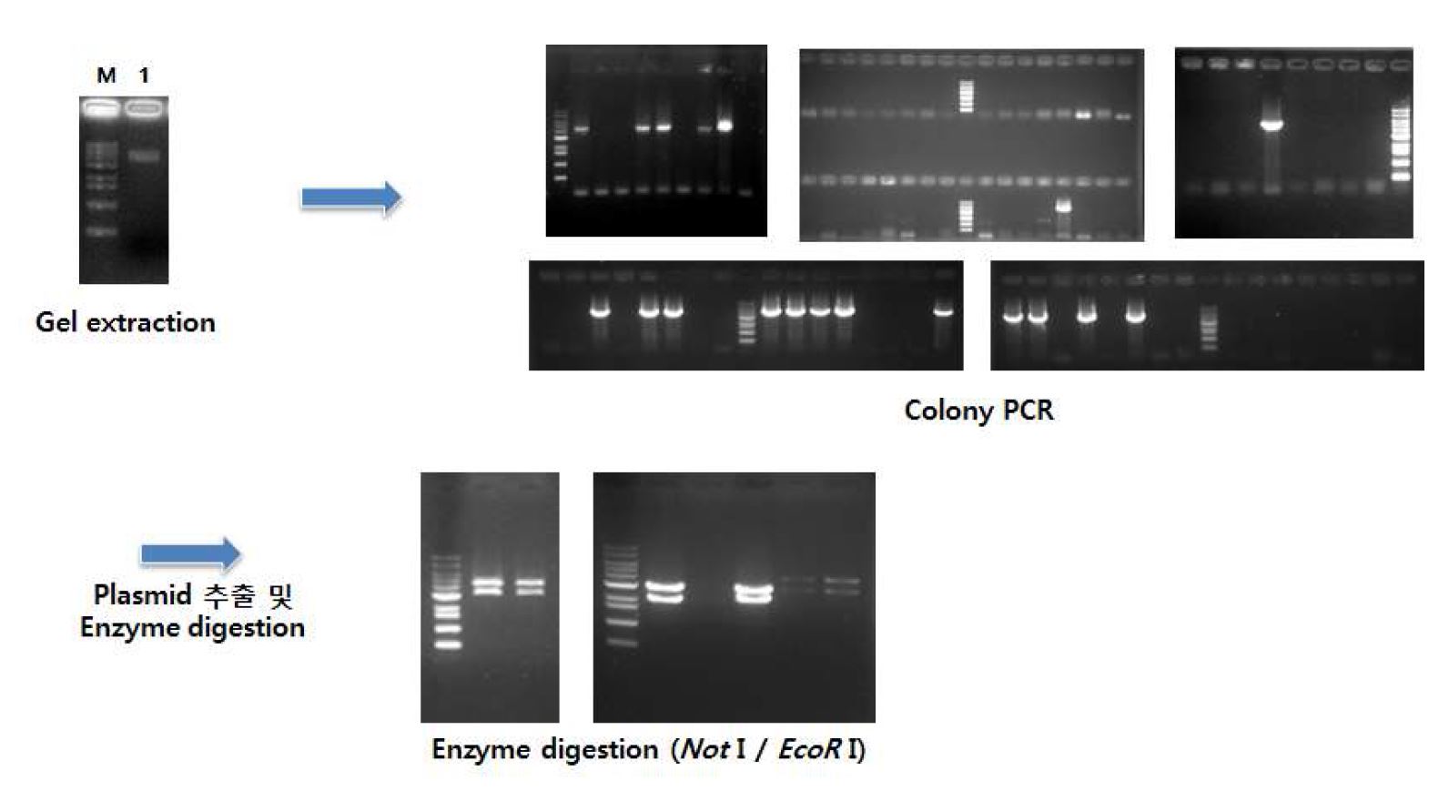 그림 23. PCR 증폭 spike protein의 T-vector cloning