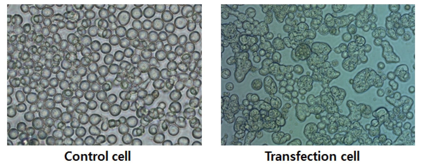 그림 26. 바이러스 생산에 따른 세포의 모양 변화 확인