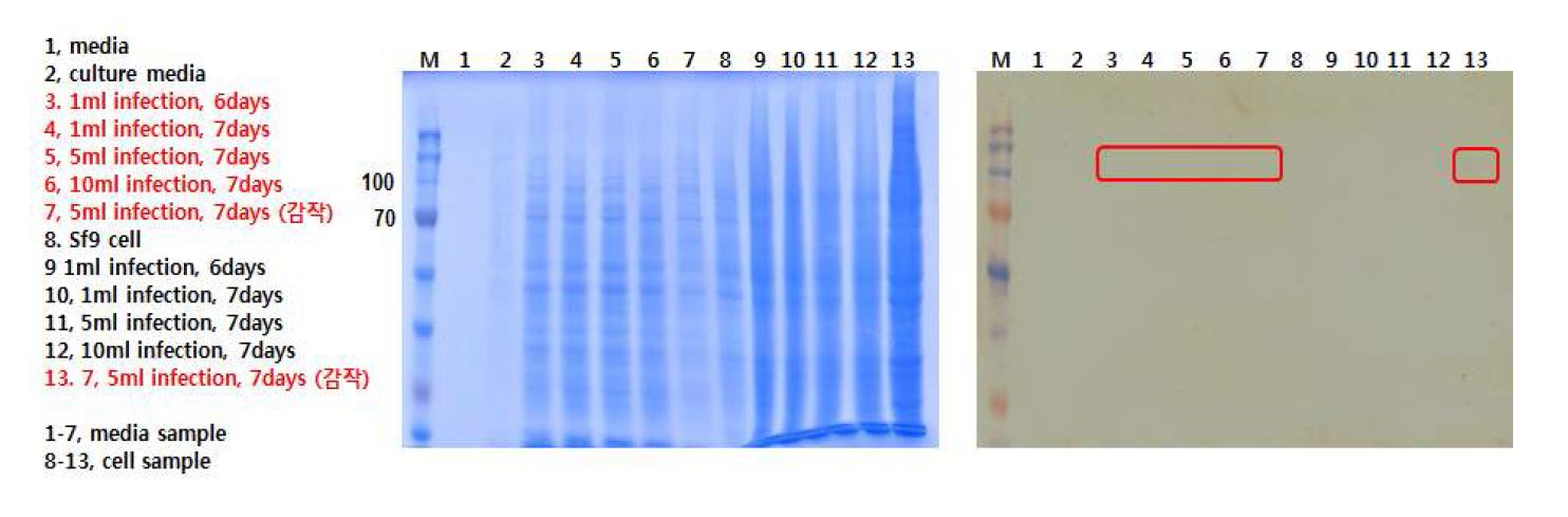 그림 33. 재조합 단백질 생산 시기에 따른 발현 확인