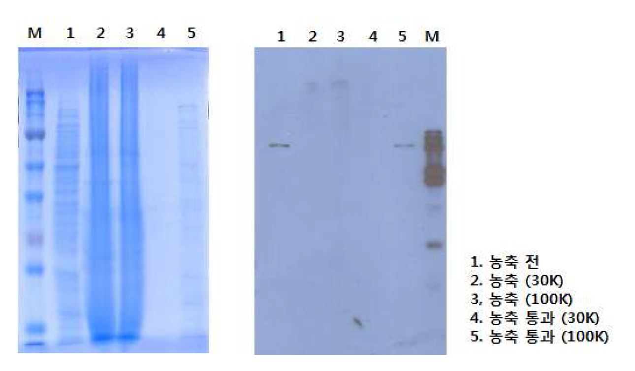 그림 35. UF를 이용한 발현 단백질의 분리 확인