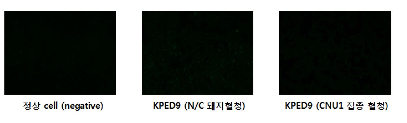 그림 39. 재조합 PED 백신 항원 주사 SPF pigs 혈청의 분석