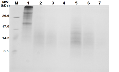 Tricine-SDS-PAGE of soymilk fermented with L. paracasei MK1(50S, 50SMKF, 50SMKFUF30, 50SMKFUF5, 50SMKP, 50SMKPUF30, and 50SMKPUF5).