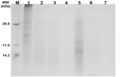 Tricine-SDS-PAGE of soymilk fermented with L. paracasei MK1(100S, 100SMKF, 100SMKFUF30, 100SMKFUF5, 100SMKP, 100SMKPUF30, and 100SMKPUF5).