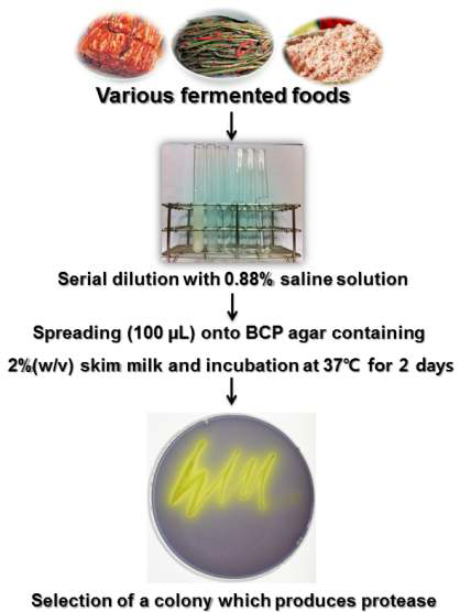 The processes for the isolation of lactic acid bacteria from various fermented foods.
