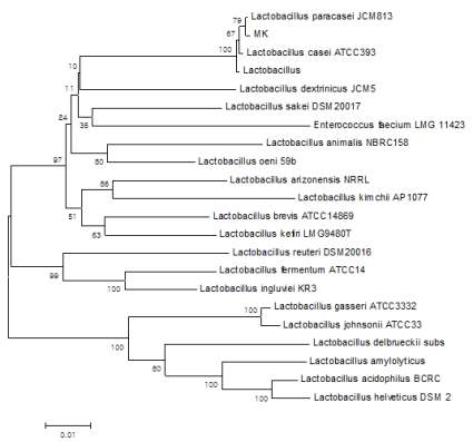 Phylogenetic tree of Lactobacillus paracasei MK1.