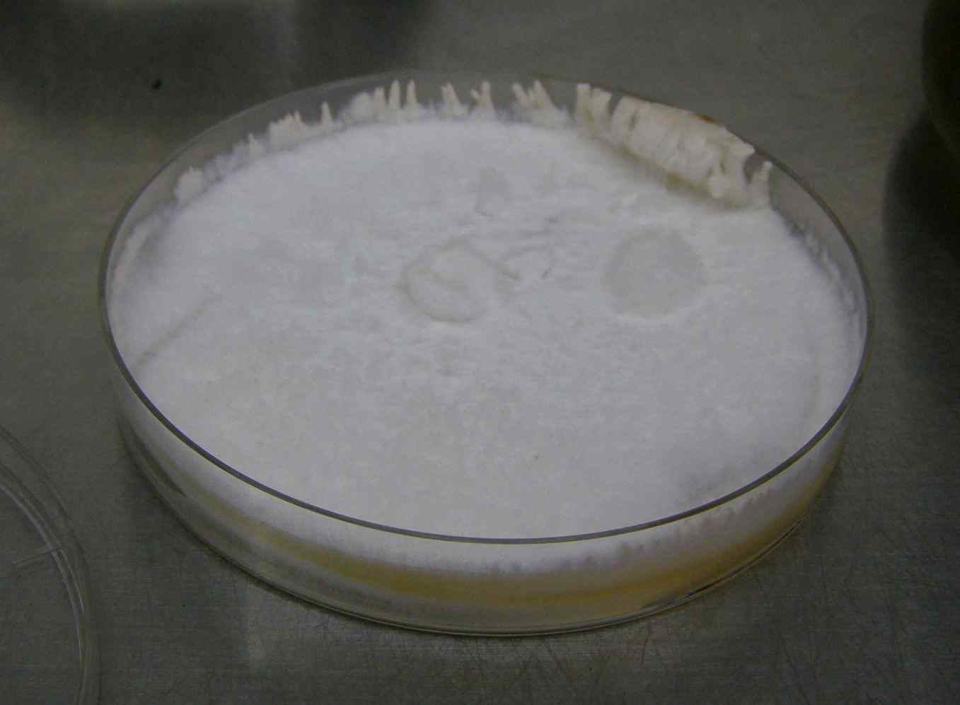 Figure 1. Mycelical growth of Schizophyllum commune strain ② on agar plate