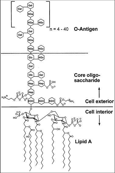 Figure 4. Genral structure of endotoxin