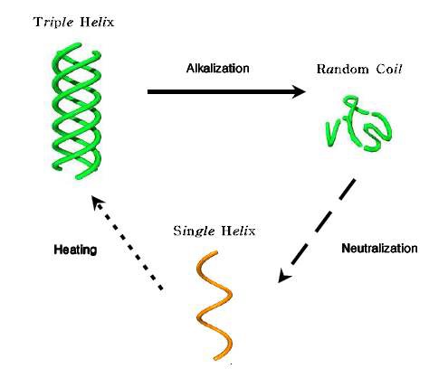 Fig 9 . Changes of polysaccharide conformation