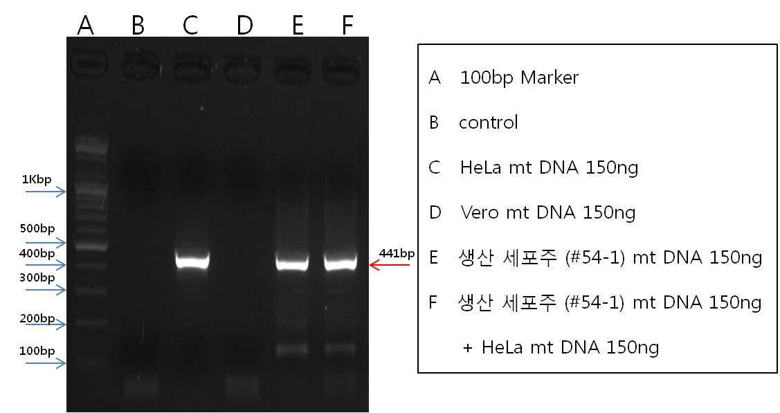 Human primer를 이용한 생산세포주 #54-1 MCB의 종간 세포주 오염 확인.
