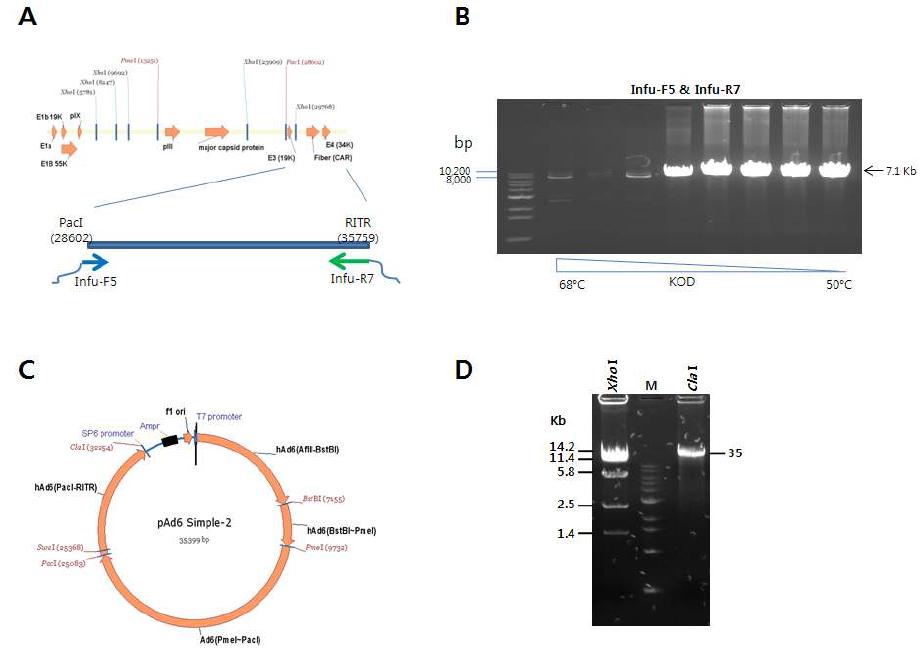 pAd6-Simple2의 제작. A: wild type 혈청형6 아데노바이러스의 유전자지도와 PCR 증폭영역, B: gradient PCR, C: pAd6-Simple2의 플라스미드 지도, D: pAd6-Simple2의 제한효소처리.