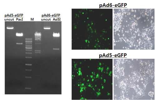 pAd6-eGFP의 transfection 효율