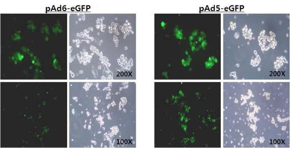 pAd6-eGFP에 의한 serotype6형 재조합아데노바이러스 (rAd6-eGFP) 생산가능성 분석 (CPE 현상 및 GFP 발현 분석)