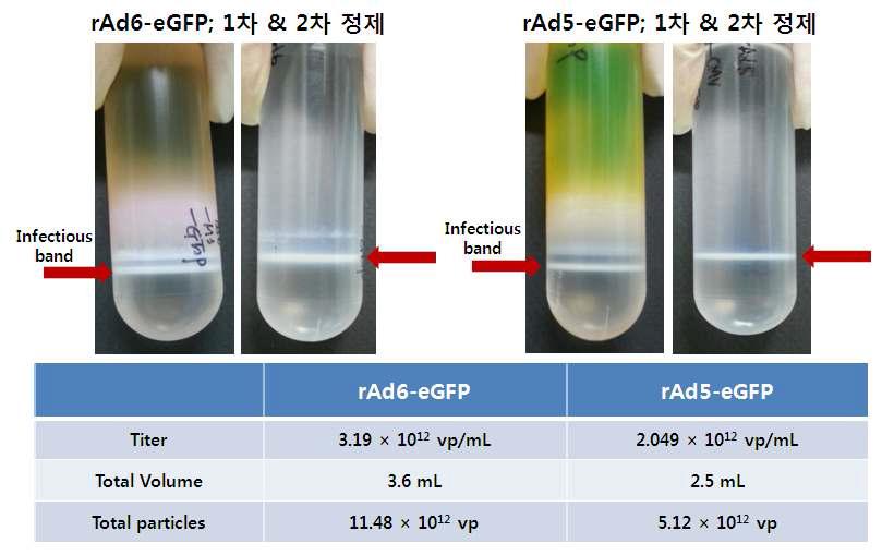 rAd6-eGFP 아데노바이러스 대량생산효율성 분석