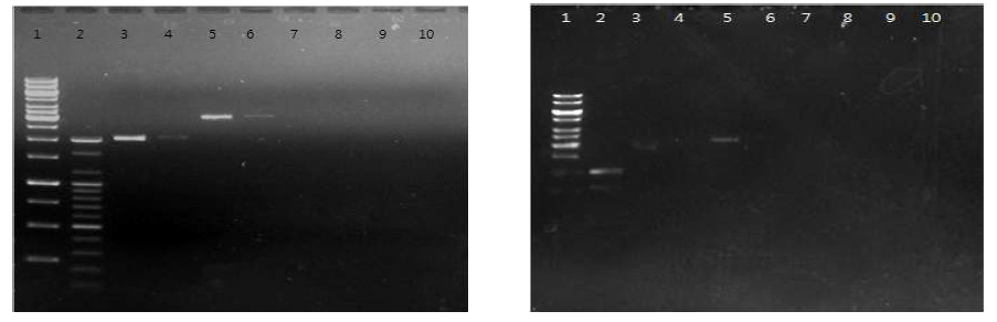 B19 DNA의 전기영동 후 membrane으로 Transfer 한 agarose gel 결과
