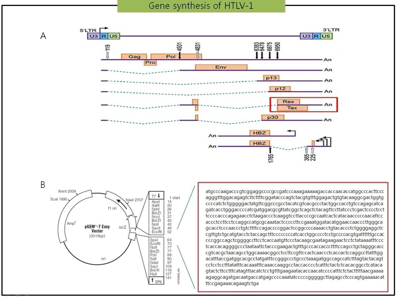 HTLV-1의 유전체지도와 합성부위