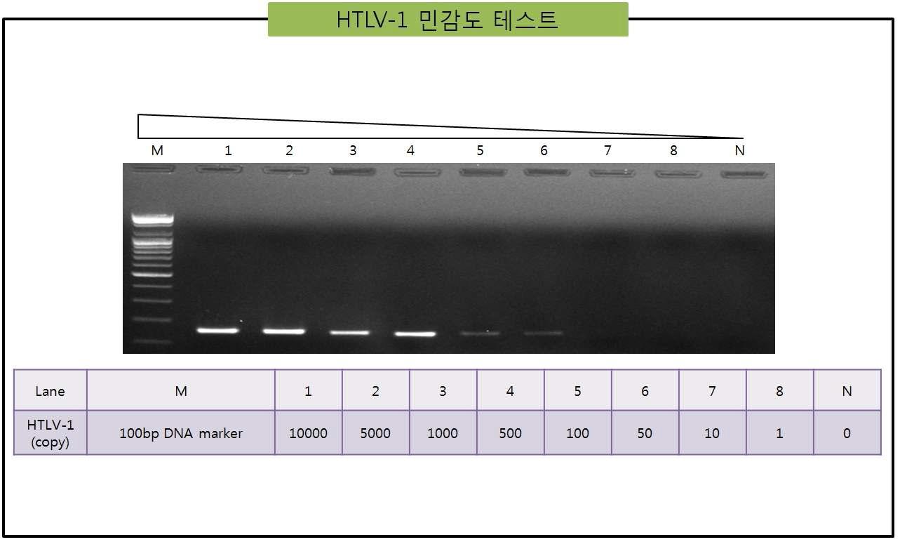 HTLV-1의 PCR 민감도 테스트