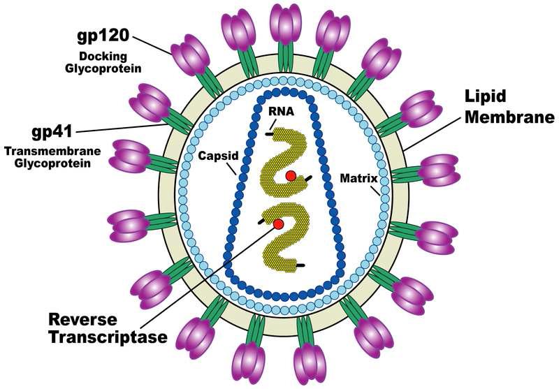 HIV-1의 구조