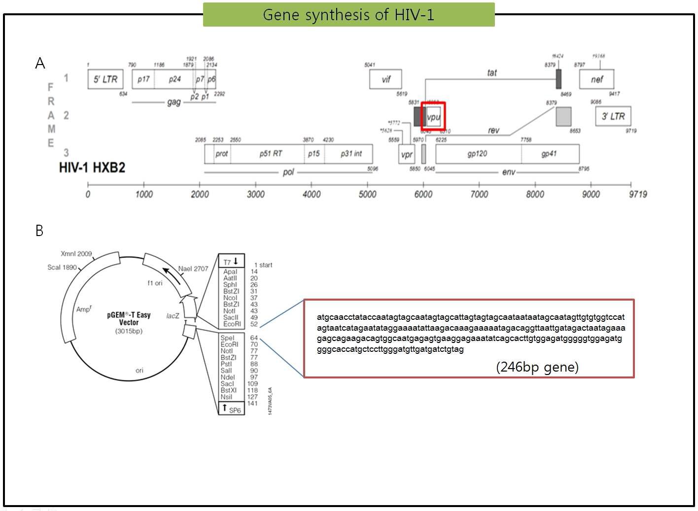 HIV-1의 유전체지도와 pGEM-T Easy Vector에 클로닝된 vpu부위