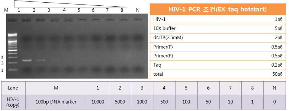 HIV-1의 PCR 민감도 테스트