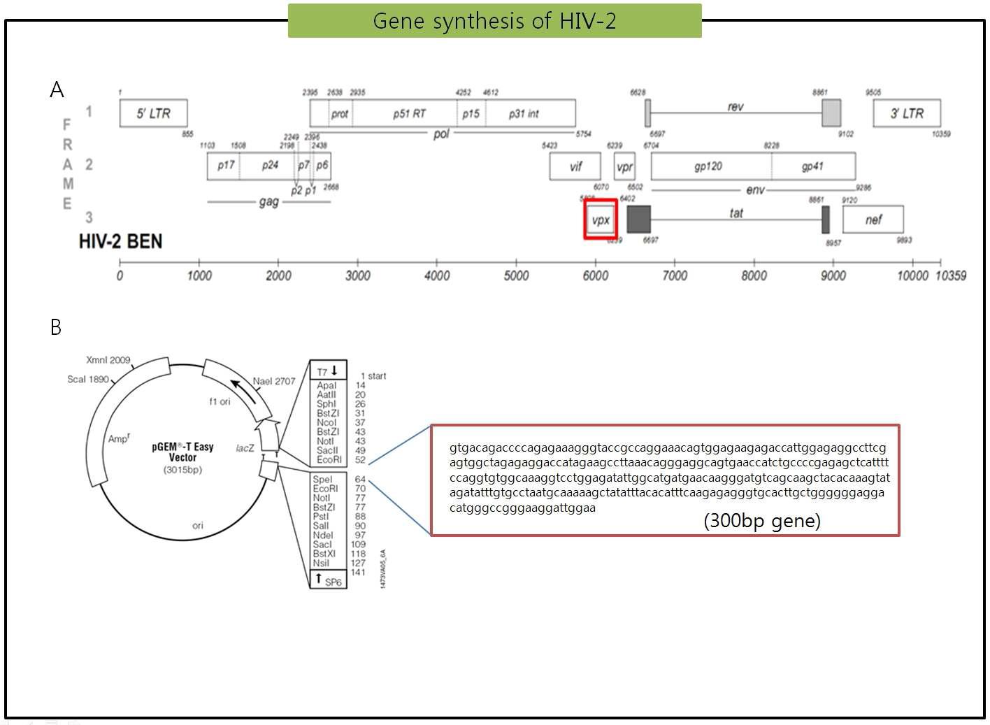 HIV-2의 유전체지도와 합성 vpx의 염기서열