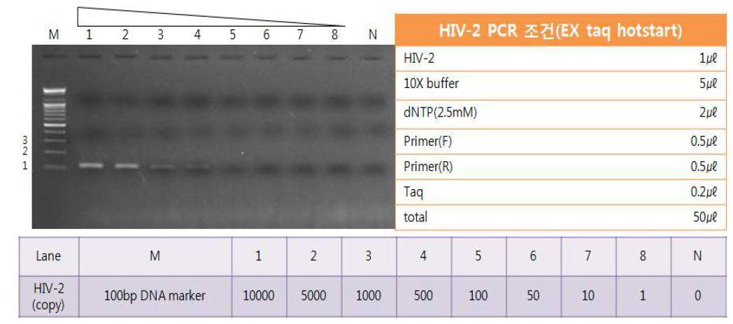 HIV-2의 PCR 민감도 테스트