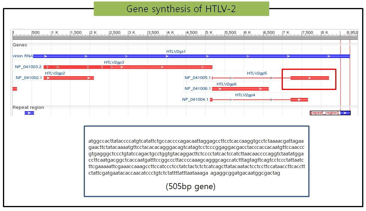 HTLV-2의 HTLV-2 gp5 tax 암호화 부위 합성