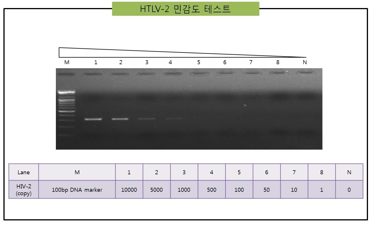 HTLV-2 오염 검출방법의 PCR 민감도 테스트