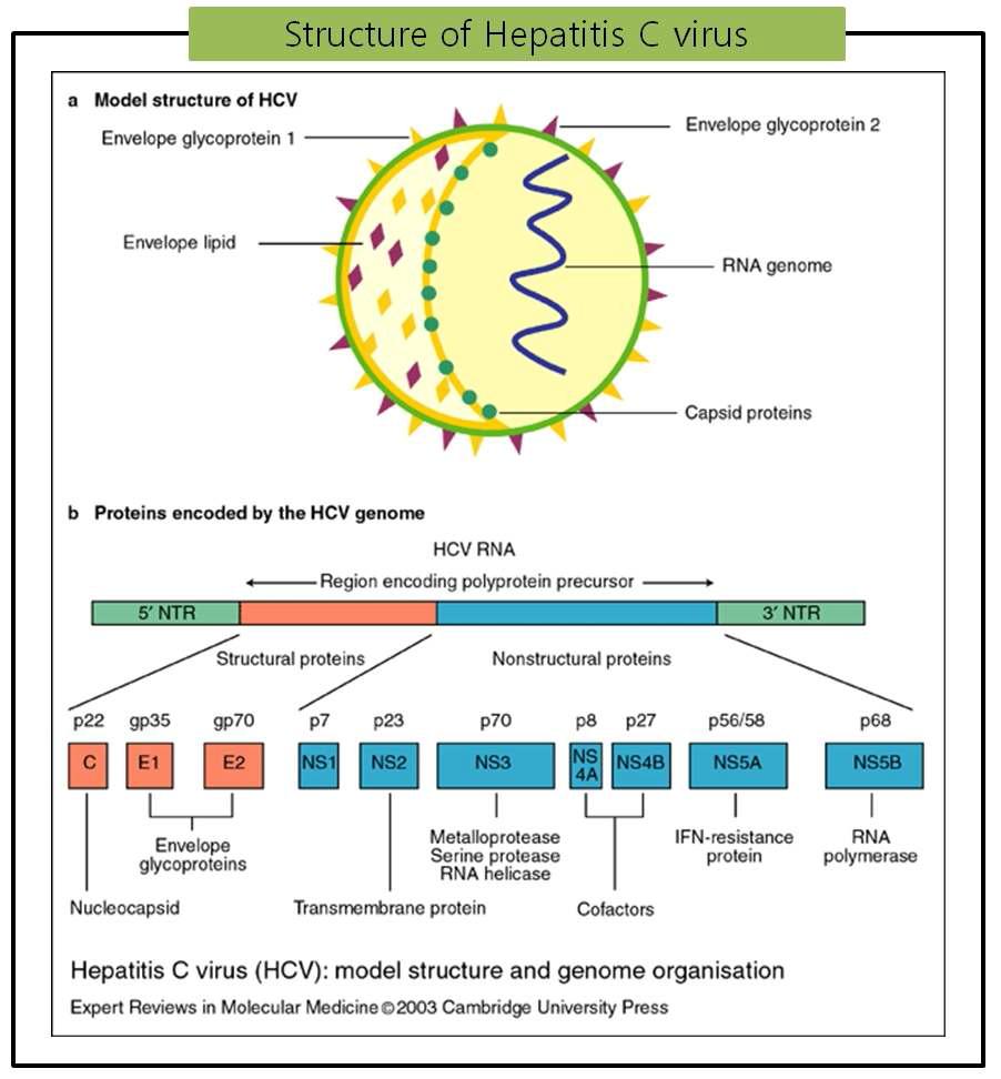 Structure of Hepatitis C virus