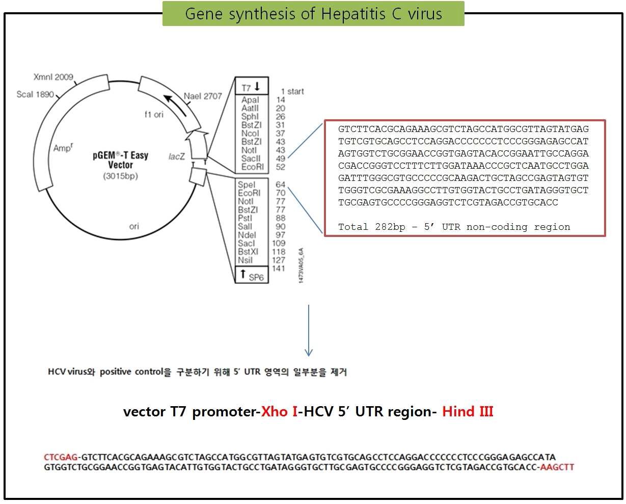 Synthesis of Hepatitis C virus