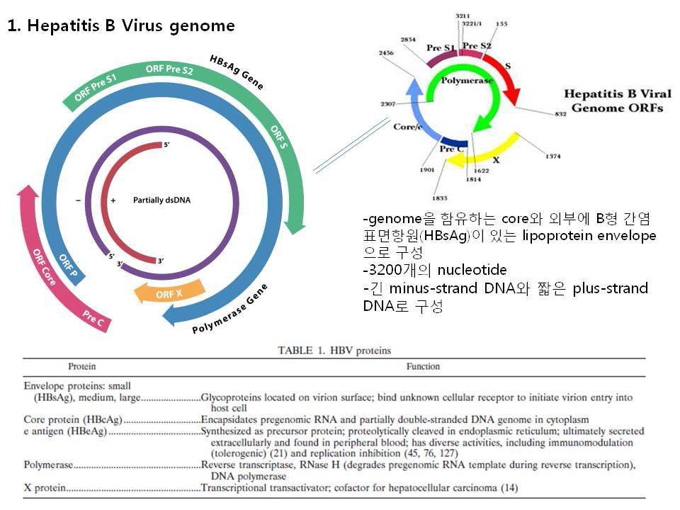 HBV 유전체 구조