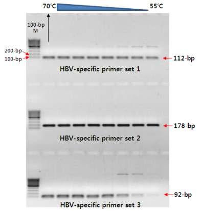 Gradient PCR 방법을 이용한 HBV 증폭 결과