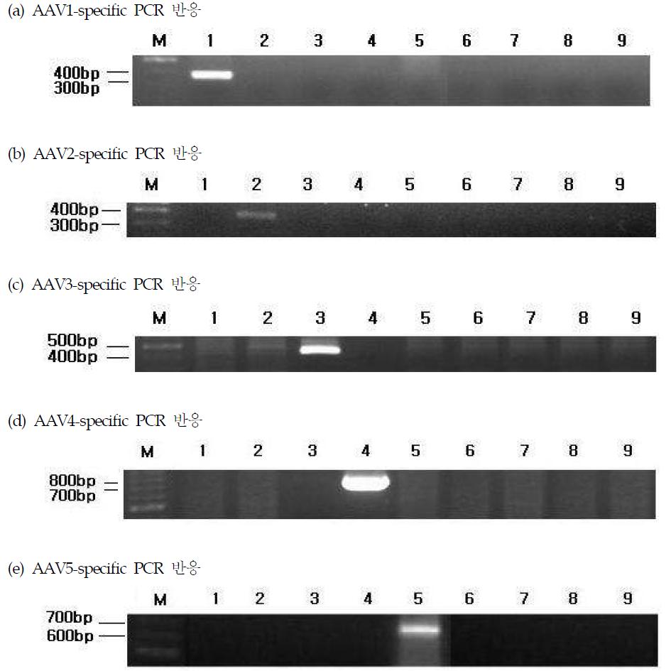 AAV serotype-specific PCR 반응결과.
