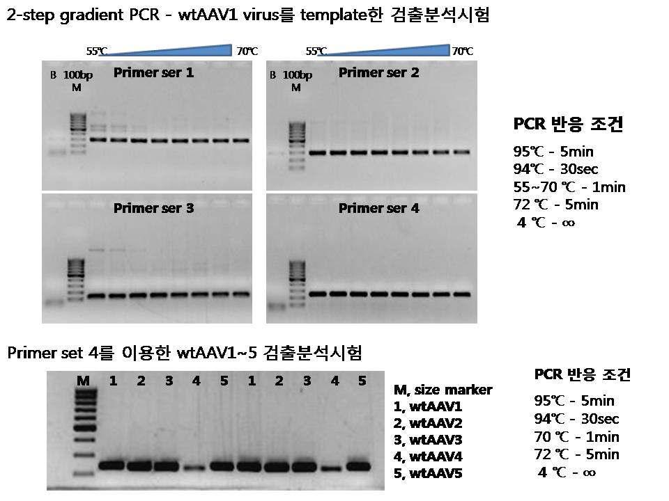 Top panel. 네 종류 primer sets와 wtAAV1을 template로 이용한 2-step gradient PCR