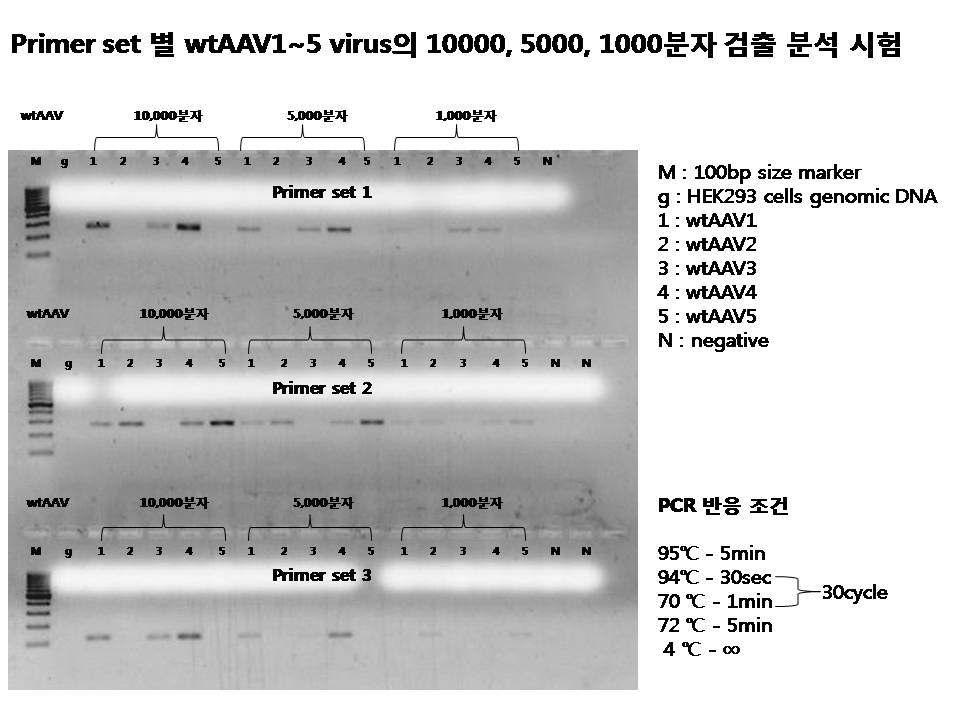 Primer set 별 wtAAV1～5 virus의 10,000, 5,000, 1,000개 분자의 검출정도 분석시험