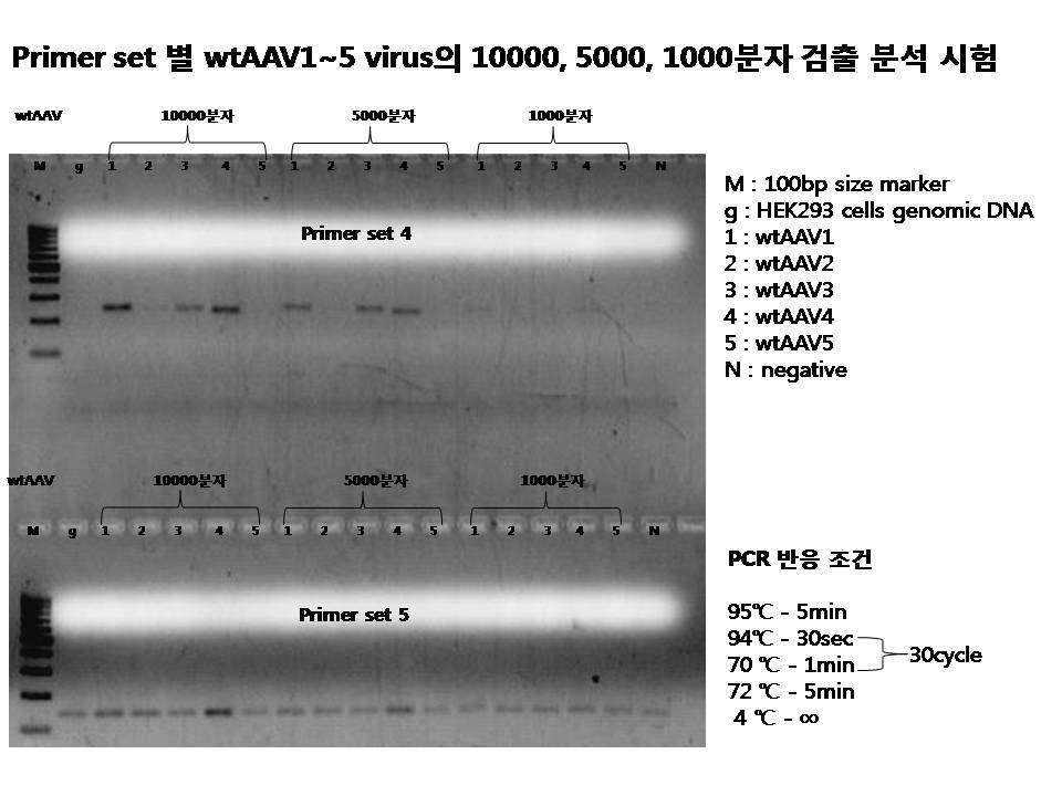 Primer set 별 wtAAV 1～5 virus의 10,000, 5,000, 1,000개 분자의 검출정도 분석시험