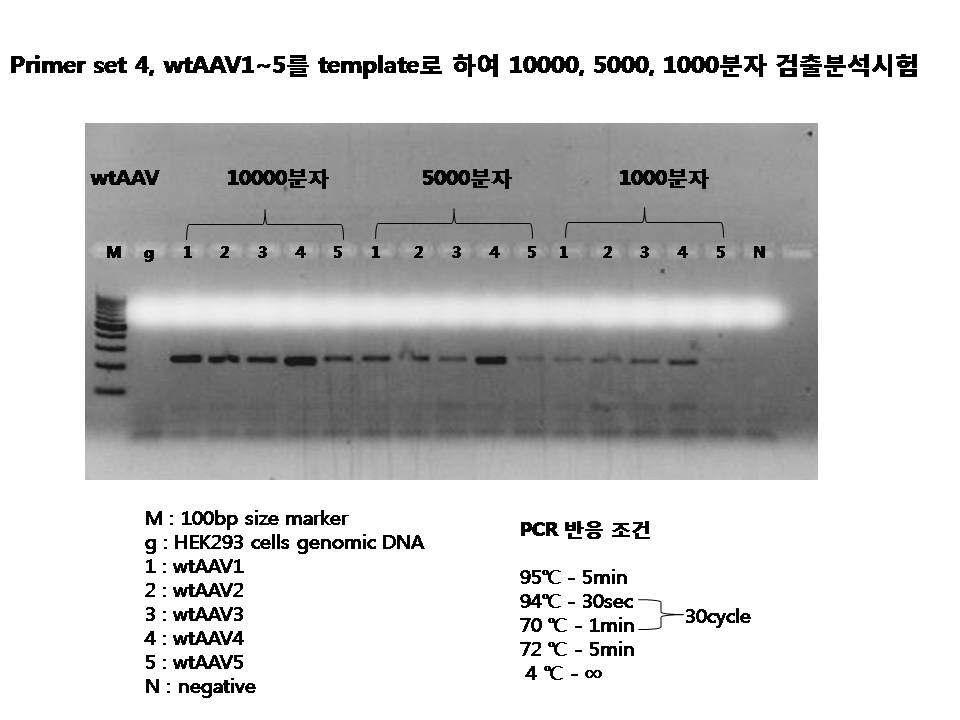Primer set 4, wtAAV1～5 virus의 10,000, 5,000, 1,000개 분자의 검출정도 분석시험