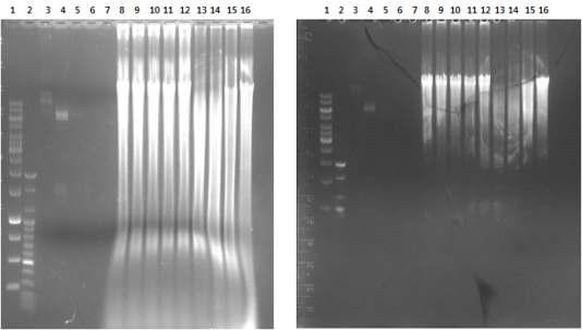 AAV2 DNA의 전기영동 결과와 membrane으로 Transfer 한 후의 agarose gel.