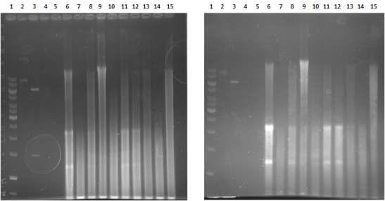 AAV2 DNA의 전기영동 후 membrane으로 Transfer 한 agarose gel 결과