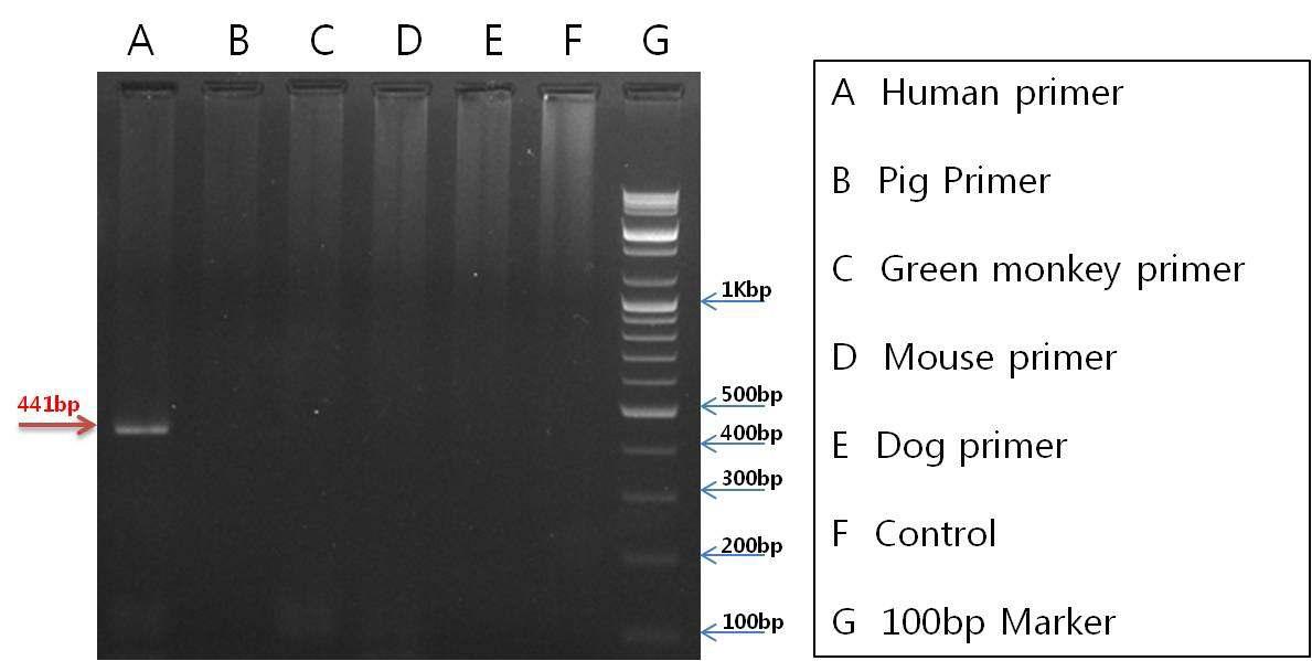 HeLa mitochondrial DNA 150 ng을 template로 사용하여 nested PCR 수행.