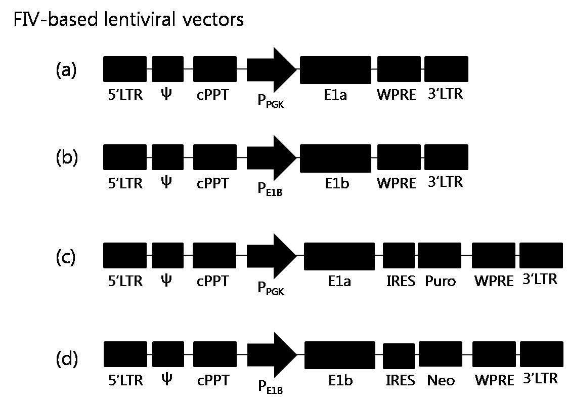 (a)~(d)는 stable cell line구축을 위한 feline-based lentiviral vectors의 구조