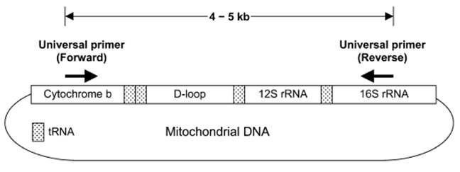 Mitochondria의 부분적인 유전자지도와 1차 PCR을 위한 프라이머 부위