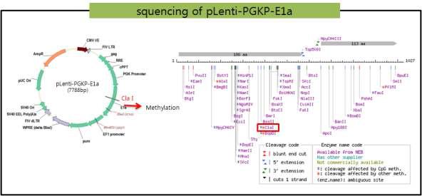 pLenti-PGKP-E1a의 ClaI 작용부위