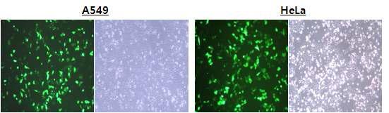 pSIF1-H1-siLuc-copGFP 플라스드 DNA의 GFP 단백질 발현 확인을 통한 A549와 HeLa 세포주의 transfection 효율 분석