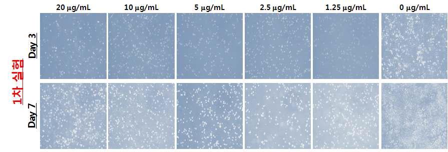 Puromycin (1.25 ~ 20 μg/mL)을 이용한 A549세포의 항생제 내성 test