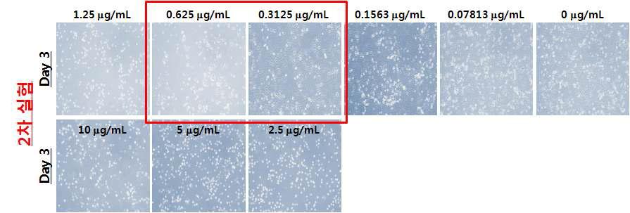 Puromycin (0.07813 ~ 1.25 μg/mL)을 이용한 A549세포의 항생제 내성 test