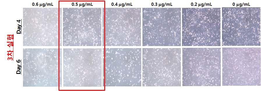 Puromycin (0.2 ~ 0.6 μg/mL)을 이용한 A549세포의 항생제 내성 test
