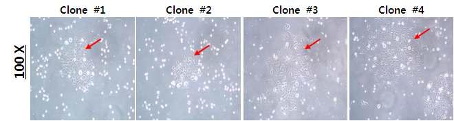 lenti-E1a와 lenti-E1b vector를 감염하여 구축한 아데노바이러스 생산 세포주 클론