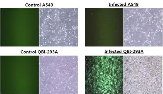 A549세포와 대조군 QBI-293A 세포의 아데노바이러스 생산효율성 분석 (72시간)